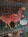 Farm animals